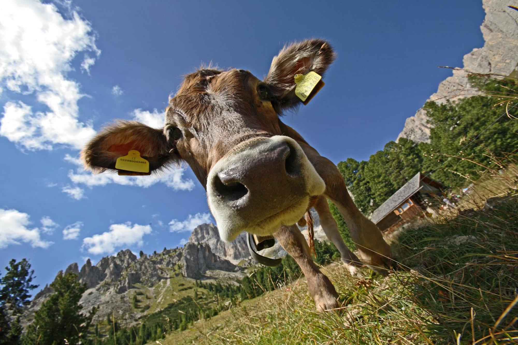 Hotel Diamant Park Campitello di Fassa Esterno foto